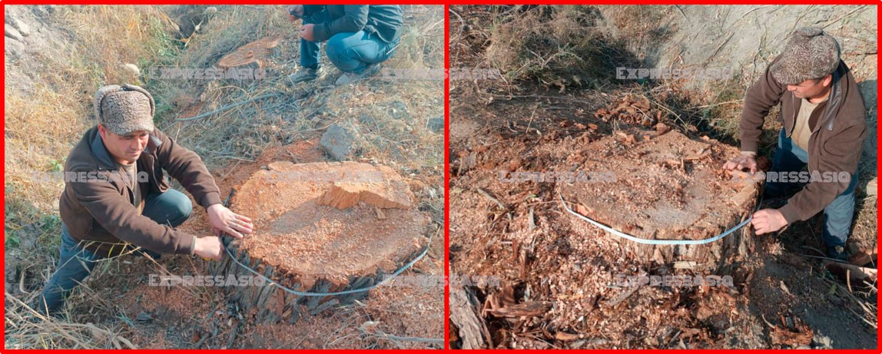 Когда петух клюнул власти Узбекистана обратили внимание на вырубку деревьев В Каракульском районе Бухарской области неизвестные пустили на дрова четыре дерева которым по словам жителей могло быть больше ста лет Видео с места быстро разошлось по соцсетям и вызвало новый всплеск возмущения Экологи из районного отдела выехали на место и подтвердили факт незаконной вырубки Материалы уже переданы в отдел внутренних дел идёт поиск тех кто решил что старые деревья можно просто распилить и увезти Власти обещают наказать виновного в соответствии с законом Очевидно же что деревья спиливали и раньше и далеко не только старые а десятками и молодой посадки Власти заметили проблему только тогда когда дышать стало нечем и теперь это выглядит как попытка спасти собственную репутацию и замылить глаза жителям которые платят налоги но их деньги исчезают в чужих карманах О какой зелёной повестке говорить после такого Сплошное позорище Узбекистан ExpressAsia