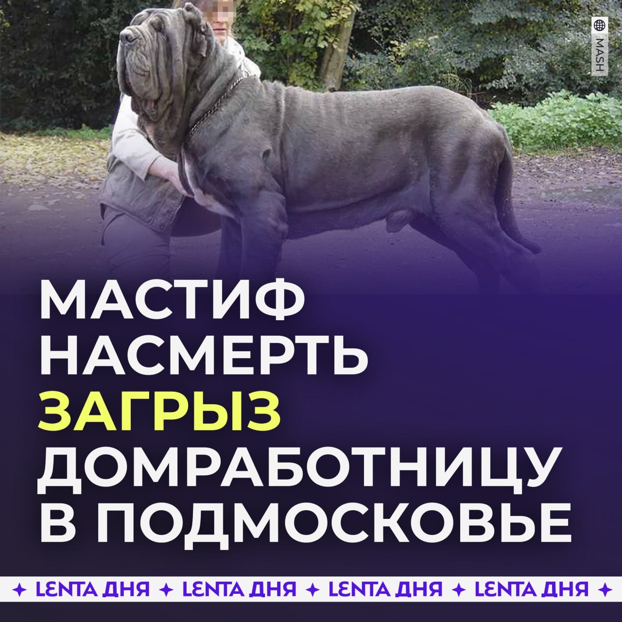 Мастиф насмерть загрыз домработницу в Подмосковье.  49-летняя женщина стала жертвой нападения неаполитанского мастифа, который принадлежал местному мужчине. Инцидент произошёл, пока хозяин был за границей.  Сосед обнаружил тело женщины на участке, а рядом бегала разъярённая собака с окровавленной пастью. Прибывшая полиция была вынуждена застрелить животное, которое кинулось на сотрудников