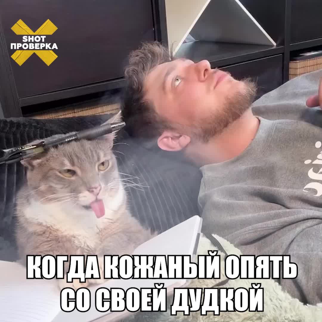 Вред электронных сигарет для домашних животных: ветеринары предупреждают о рисках