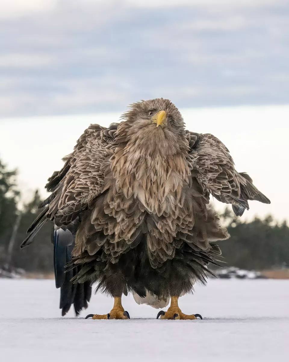 Премия Comedy Wildlife Photography Awards назвала победителей. Первое место у застрявшей белки  и чего смешного   , а мы в середине декабря орёл: нахохлившийся и потерянный.  #новости