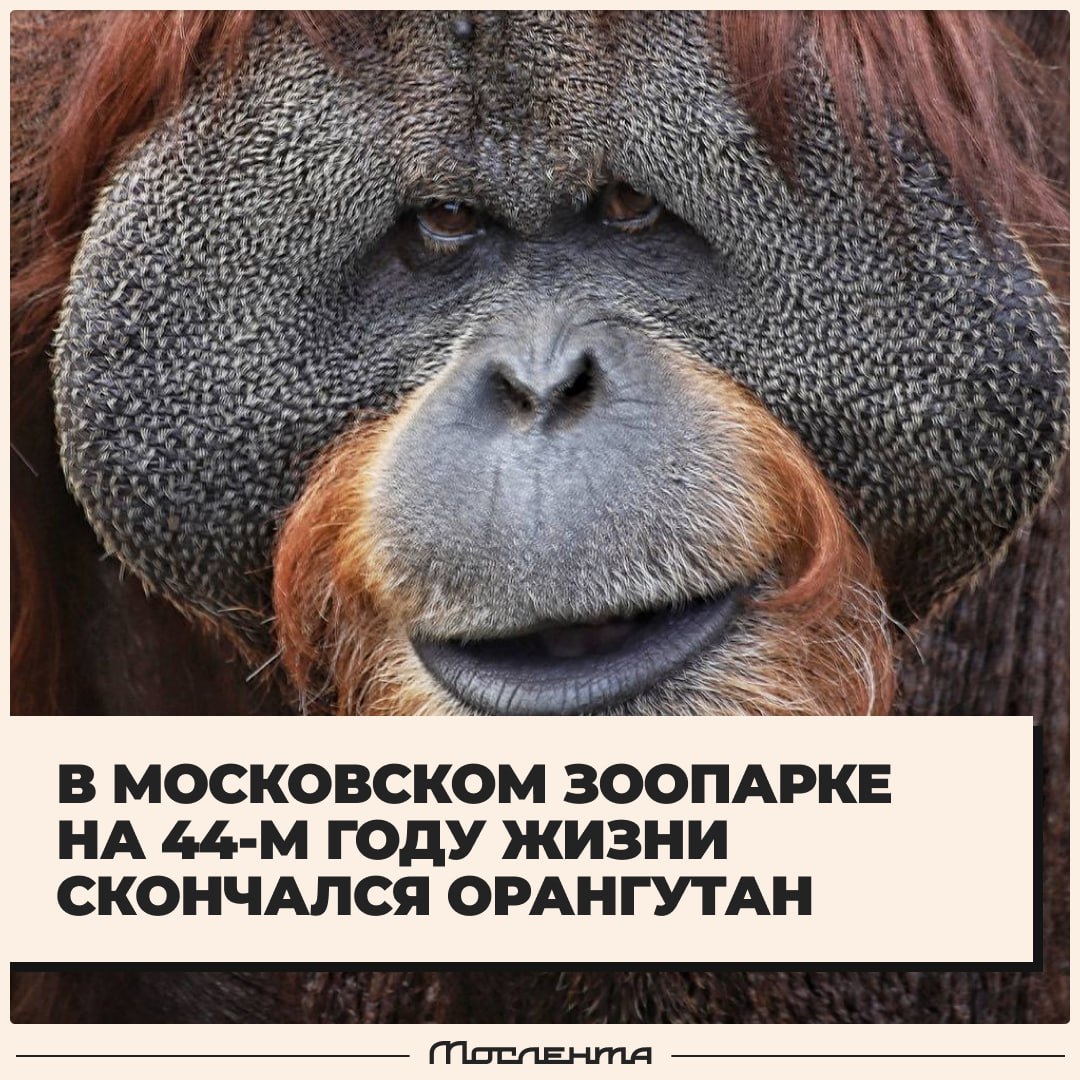 Суматранский орангутан Сандокан скончался в Московском зоопарке Ему было 43 года Сандик родился в 1981 году в немецком зоопарке В Москву он переехал в 1999 м в зоосаде в то время уже жили две самки орангутана Они сформировали группу в которой вскоре начали появляться малыши Всего Сандик стал отцом четыре раза Сотрудники зоопарка отмечали спокойный нрав Сандокана и ум А ещё он был очень социальный и всегда с огромным удовольствием участвовал в тренингах с киперами спокойно проходил обследования и даже позволял брать у себя кровь moslentaru