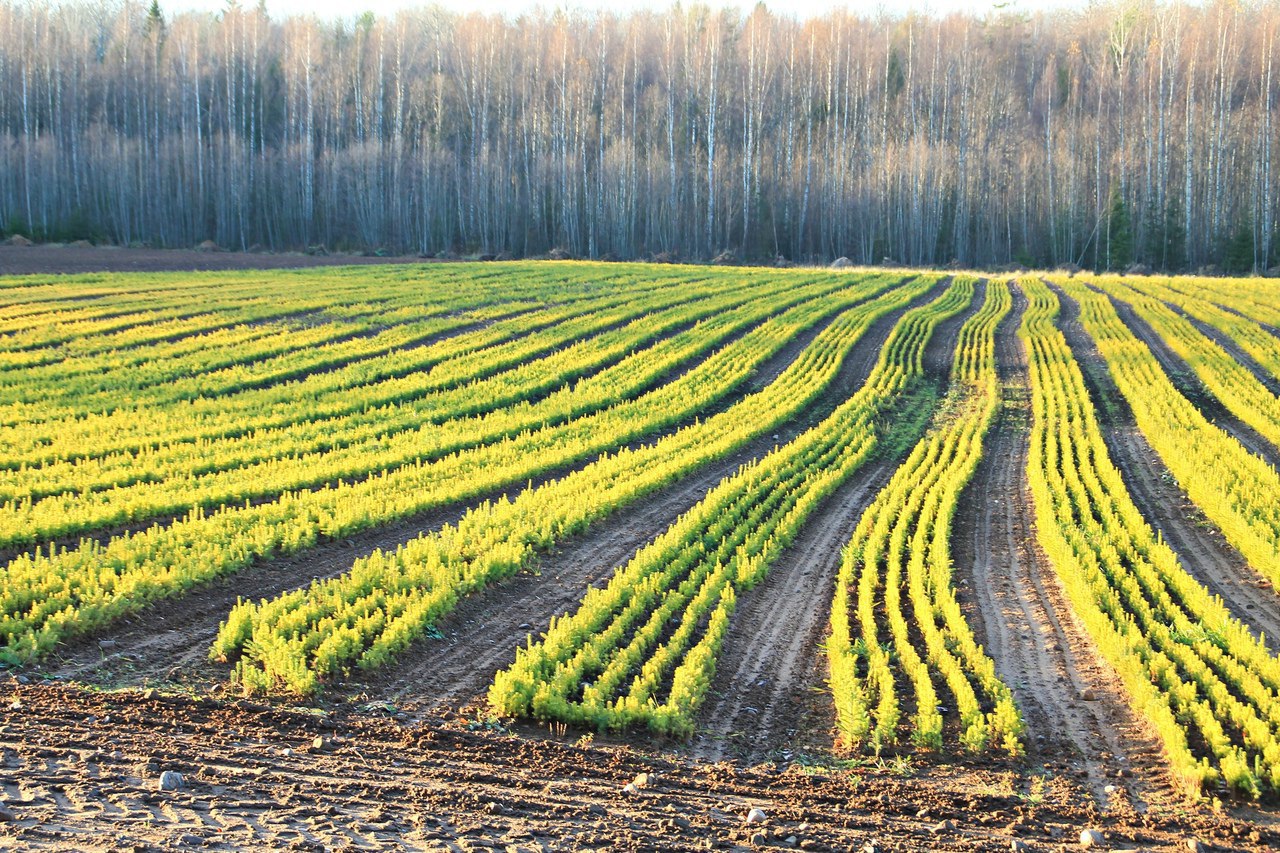 В Маревском округе бизнесу предлагают под проекты 15 инвестиционных площадок В Маревском округе предпринимателям предлагают 15 площадок для реализации бизнес проектов Информация о 7 из них размещена на инвестиционном портале региона Приоритетные сферы для инвестиционных вложений агропромышленный комплекс лесопереработка сельский и экологический туризм жилищное строительство производства В текущем году в округе реализуются два инвестиционных проекта с объемом инвестиций 31 млн рублей строительство здания под объект торговли разведение крупного рогатого скота мясного направления с выходом в 2029 году на проектную мощность в 400 и более голов КРС абердин ангусской породы На рост объема инвестиций в последующие годы повлияет капитальный ремонт федеральной трассы А122 связующей округ с Демянским и Холмским округами