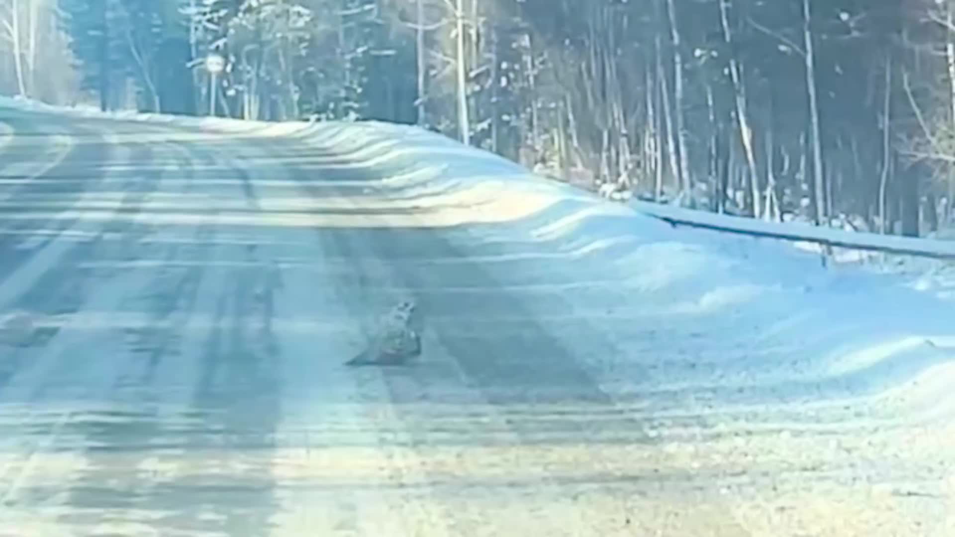 Полицейские Иркутской области спасли раненую сову на трассе