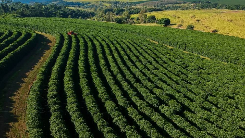 Кофе шоколад и вино могут исчезнуть из за изменения климата Изменение климата сказывается на районах выращивания многих важных сельскохозяйственных культур Из за повышения температуры частых засух и нерегулярных дождей становится трудно предсказывать каким будет урожай Ученые исследовали одну из наиболее популярных идей климатического контроля стратосферное аэрозольное впрыскивание САИ Это распыление мелких частиц высоко в атмосфере чтобы частично отразить солнечный свет немного снижая температуру поверхности Земли Чтобы оценить последствия применения этого метода ученые провели моделирование для разных уголков земного шара от тропических лесов Латинской Америки до виноградников Франции Их интересовал временной промежуток с 2036 по 2045 год с учетом изменений температур влажности воздуха количества осадков и рисков болезней растений Однако полученные прогнозы не вдохновляют Хотя температура слегка снизится проблемы с устойчивостью климата останутся прежними Только в шести регионах наблюдалось заметное улучшение условий для земледелия по сравнению с прогнозами без САИ Но этого недостаточно чтобы прокормить планету Ученые подчеркивают что природа непредсказуема и способна свести на нет усилия по регулированию климата Исследование показывает что будущее любимых многими продуктов кофе вино шоколад зависит больше от нашей способности изменить подход к сельскому хозяйству и потреблению Telegram МAX все наши каналы