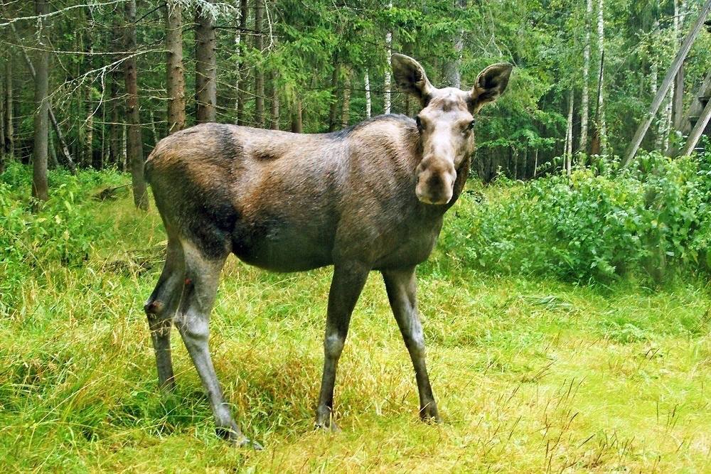 Аварии с дикими животными стали частым явлением в Тюменской области На минувшей неделе в разных районах, от Исетского до Голышмановского, произошло сразу несколько ДТП с участием диких животных. Лоси и косули внезапно появляются на дорогах. Автомобилисты не успевают вовремя реагировать на помехи. Всему виной активное летнее перемещение животных, особенно в вечернее и ночное время. Водителям рекомендуется внимательно следить за дорогой, особенно в зонах со знаком «Осторожно: дикие животные». Фото: Госохотдепартамент Тюменской области