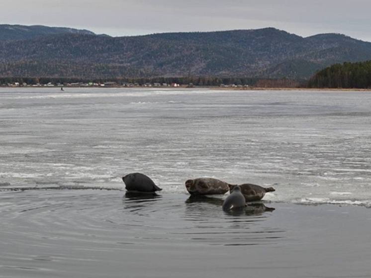 Ученые выяснили какое влияние туризм оказывает на байкальских нерп На фоне растущего турпотока на Байкале ученые провели исследование чтобы оценить влияние человека на единственного в мире пресноводного тюленя байкальскую нерпу Экспедиция на Ушканьи острова организованная Институтом проблем экологии и эволюции имени А Н Северцова РАН и ФГБУ Заповедное Подлеморье собрала материал который еще только предстоит детально проанализировать Однако предварительные выводы свидетельствуют что из за увеличения числа судов на озере участились случаи спугивания животных что заставляет говорить о необходимости срочной разработки специальных правил наблюдения за млекопитающими для туроператоров и судовладельцев пишетТАСС со ссылкой на пресс службу Фонд Байкала Отмечается что исследователи применили комплексный подход Они не только провели визуальное наблюдение за поведением тюленей в том числе с помощью дронов но и отлов 20 особей разного пола и возраста У животных были взяты около 300 проб биоматериала шерсти вибрисс и других с использованием методик исключающих медикаментозное воздействие Дополнительные образцы получены с туш погибших нерп обнаруженных на побережье Для отслеживания путей миграции на 15 тюленей установлены спутниковые метки передающие данные в реальном времени Как сообщили в фонде Озеро Байкал на полную обработку собранных данных включая показания портативной метеостанции анемометра и шумометра уйдет около года Эти результаты станут научной основой для разработки мер по сохранению популяции в условиях растущей антропогенной нагрузки Напомним в 2017 году чиновники и ученые зафиксировали всплеск численности эндемика до 130 тысяч особей что превысило оптимальную величину в 100 тысяч и создало угрозу эпизоотии Подобный прецедент уже имел место в конце 1980 х когда от чумы плотоядных погибли около 6 тысяч животных Осенью 2017 года на южном побережье Байкала были обнаружены более 140 туш нерпы а летом 2018 го еще 13 Расследование проведенное Байкальской прокуратурой установило что причиной гибели стал парвовирусный энтерит МК в Бурятии ulan mk ru