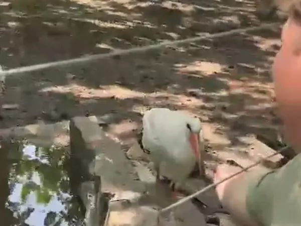 В Таганроге добрые люди спасли краснокнижного белого аиста. Несколько недель птица находилась одна на берегу водоема без пропитания и могла погибнуть. К счастью, белому аисту удалось выжить. Ему дали кличку Бельчик, и сейчас он живет в вольере со своими сородичами.