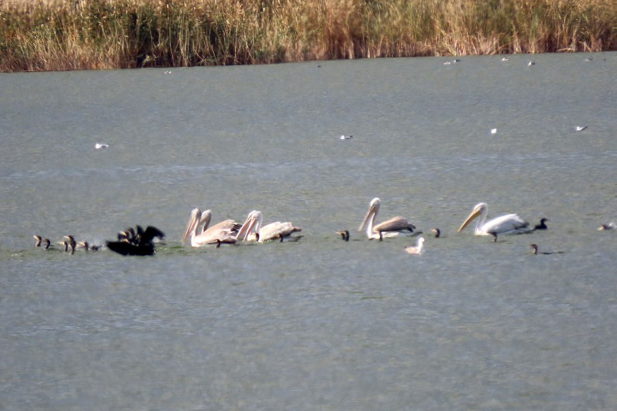 В Волгоградской области обосновался краснокнижный кудрявый пеликан По итогам мониторинга 2025 года были зафиксированы новые места обитания редкой птицы Ранее этот вид прилетал лишь на Сарпинские озера и водоемы Каустик новым местом гнездования стало Цимлянское водохранилище За год орнитологи отметили восемь особей на Большом Лимане у Волжского трех в Терновском заливе а также у берега Волгоградского водохранилища в Камышинском районе Подписаться Перейти на сайт MAX