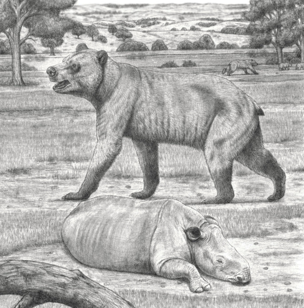 Панда из ада Установлен и описан новый вид вымершего гигантского медведя уракан Борисяка обитавшего на территории России около 5 6 миллионов лет назад Как рассказал РИА Новости директор Палеонтологического института имени Борисяка РАН Алексей Лопатин впервые описанный ископаемый медведь был большим даже по меркам гигантских медведей которые весят свыше 700 кг Как и все ураканы это был крупный активный хищник способный к быстрому бегу Останки хищника нашли в Ставропольском крае Назван медведь в честь академика Алексея Борисяка Древние медведи изучены далеко не исчерпывающим образом так что новые виды еще будут находить в разных странах мира в том числе и в России Пользователи Reddit чьей художественной реконструкцией исследователи решили проиллюстрировать открытие называют ураканов пандой из ада и одним из самых хищных медведей из когда либо живших Подписаться на РИА Новости