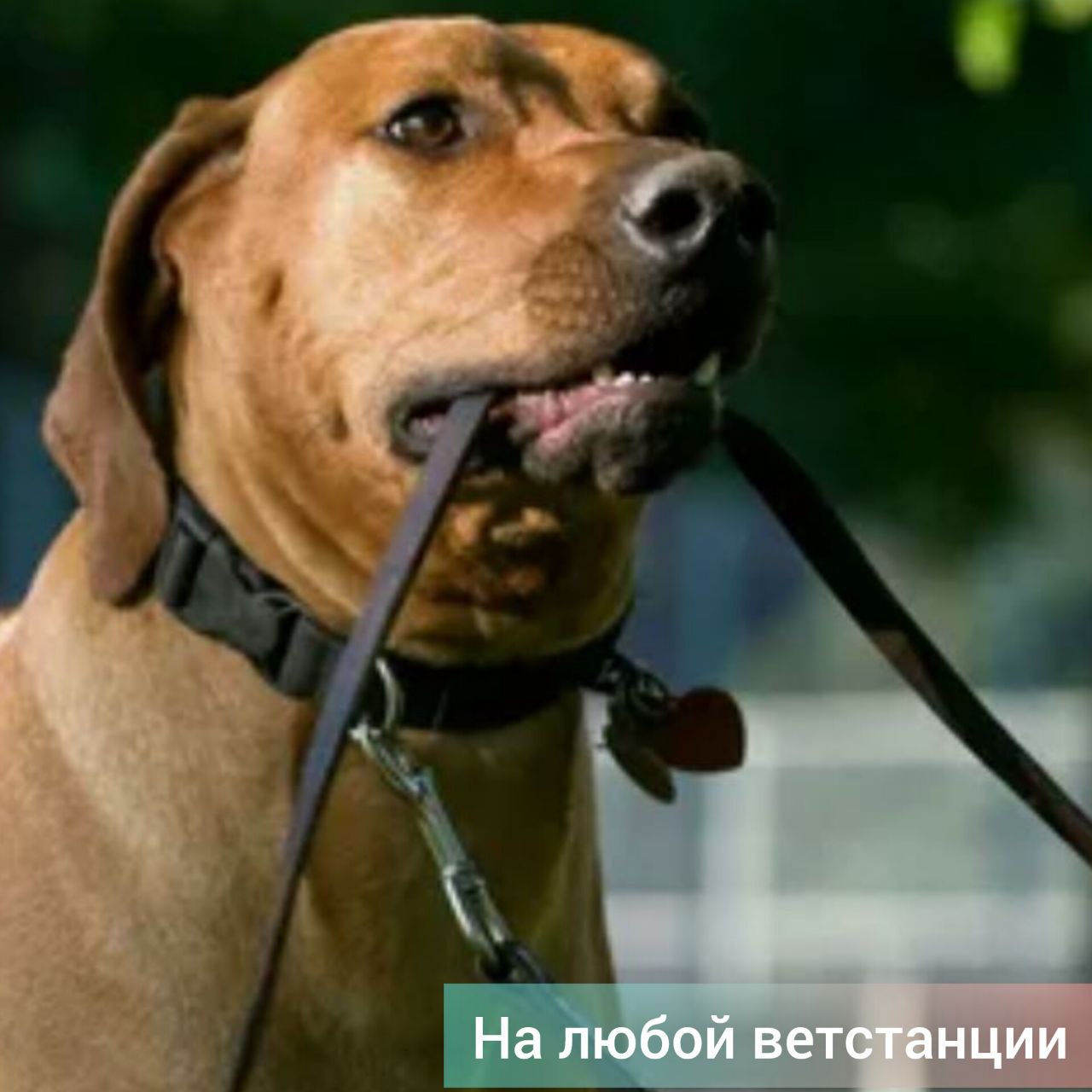 Более 160 нарушений правил содержания домашних животных выявлено в Приамурье меньше, чем за год. Из них 40 привели к печальным последствиям — касались укусов собаками людей, чужих питомцев или поврежденного имущества, сообщает управление ветеринарии Приамурья. За два последних месяца порядка 40 амурских владельцев собак привлекли к ответственности за отсутствие регистрации у их питомцев. Специалисты напоминают, регистрация и чипирование обязательны для домашних собак. Регистрация бесплатна, а на чипирование установлена единая цена, которая составляет 500 рублей. Сделать это можно на любой государственной станции по борьбе с болезнями животных. Фото управления ветеринарии Приамурья. #зейский_вестник