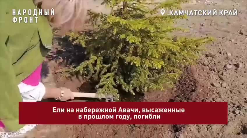 В Елизове подрядчик снова заменяет ели на набережной после неудачного озеленения