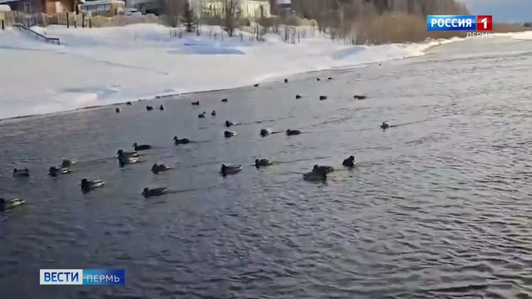 В полынье у Вишерского заповедника зимуют утки    Несмотря на зиму, в полынье у Вишерского заповедника до сих пор полно уток. Как говорят специалисты, повода для беспокойства нет, птицы хорошо переносят холодную погоду. Для комфортного существования им нужна только открытая вода. Пищу – водоросли, ракообразных и прочих беспозвоночных - они могут найти себе всегда.