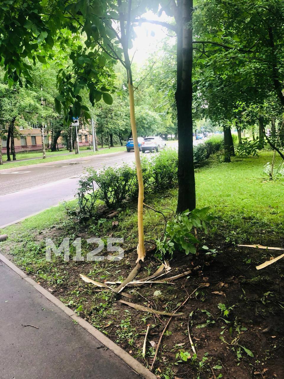 Школьники сдирают кору с молодых деревьев на Аллее Славы в Дмитровском районе Как только они увидели, что их снимают — убежали. Местная жительница вызвала полицию и передала им видео. Пора укорачивать каникулы? Прислать новость