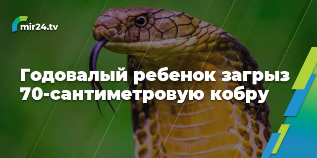 Не детские игры: младенец в Индии загрыз кобру  Малыш принял змею за игрушку, сообщает издание Hindustan Times со ссылкой на врачей. Необычный инцидент произошло на прошлой недели.   «Члены семьи утверждают, что он поймал змею в их доме. Бабушка заметила его со змеей, и к тому времени, когда она смогла вмешаться, рептилия уже укусила ребенка. Мертвая кобра лежала на полу, а ребенок также потерял сознание», – сказал суперинтендант госпиталя Беттия Девикант Мишра.  Никаких признаков отравления ядом змеи не выявлено.   Фото: Shutterstock/FOTODOM Подписаться   VK   ОК   Дзен   Дзен НОВОСТИ   RUTUBE  MIR24.TV