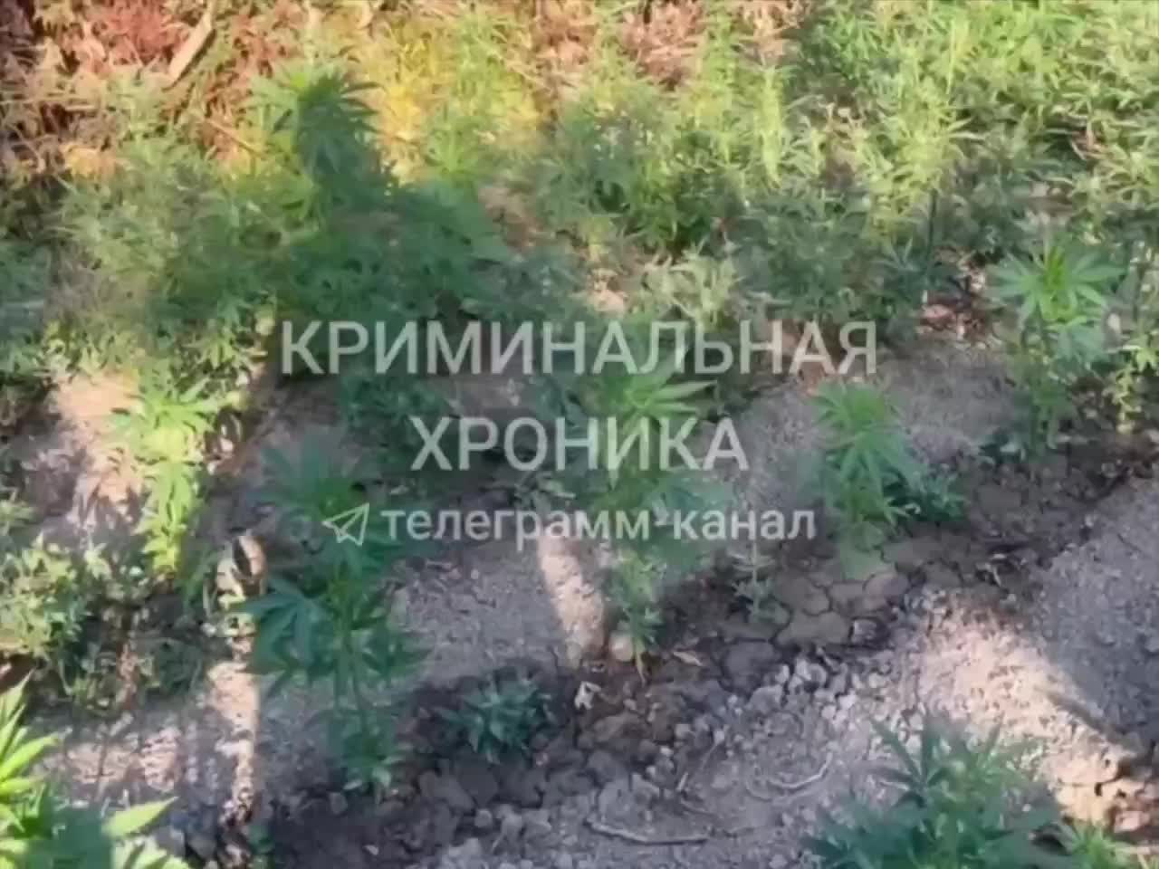 В Дагестане обнаружена плантация конопли с системой защиты