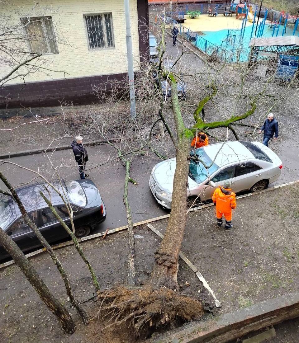 Первые последствия сильного ветра.  Дерево рухнуло на машину. Водитель был внутри автомобиля, он не пострадал.