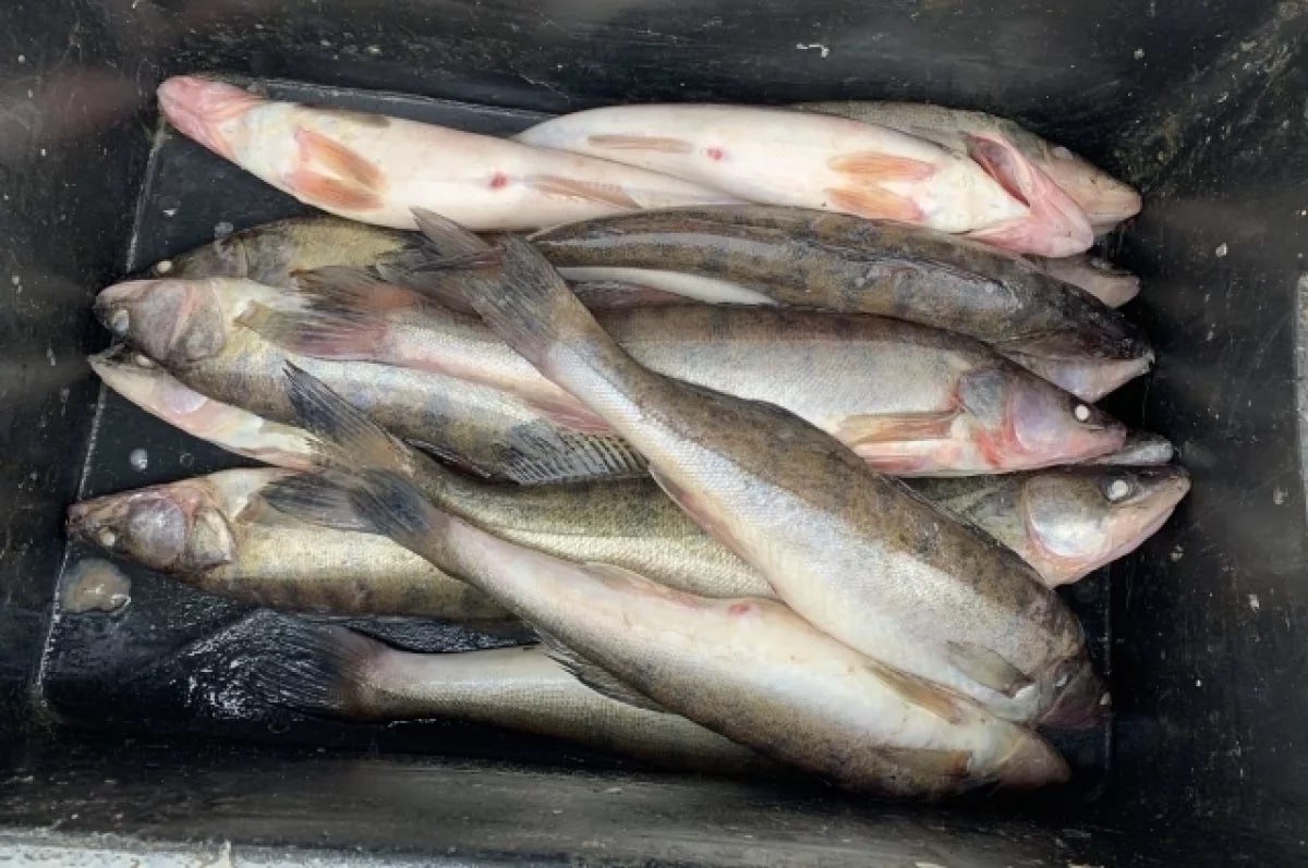 На Дону за полгода из оборота изъяли более 460 кг рыбной продукции  За первое полугодие 2025 года в Ростовской области изъяли из оборота 22 партии рыбной продукции общим весом 460,3 кг. Об этом сообщает управление Роспотребнадзора по региону.  Отмечается, что всего с начала года сотрудники ведомства провели 783 пробы рыбы и продукции из водных биоресурсов на соответствие требованиям техрегламента ЕАЭС. Выяснилось, что 2,3% продукции не соответствует гигиеническим нормативам по микробиологическим показателям, 7,8% — по физико-химическим показателям. В ведомстве подчёркивается, что такая доля несоответствия не превышает среднемноголетние показатели.  «Проб не соответствующих гигиеническим нормативам по санитарно-химическим показателям не выявлено», — добавили в донском управлении Роспотребнадзора.