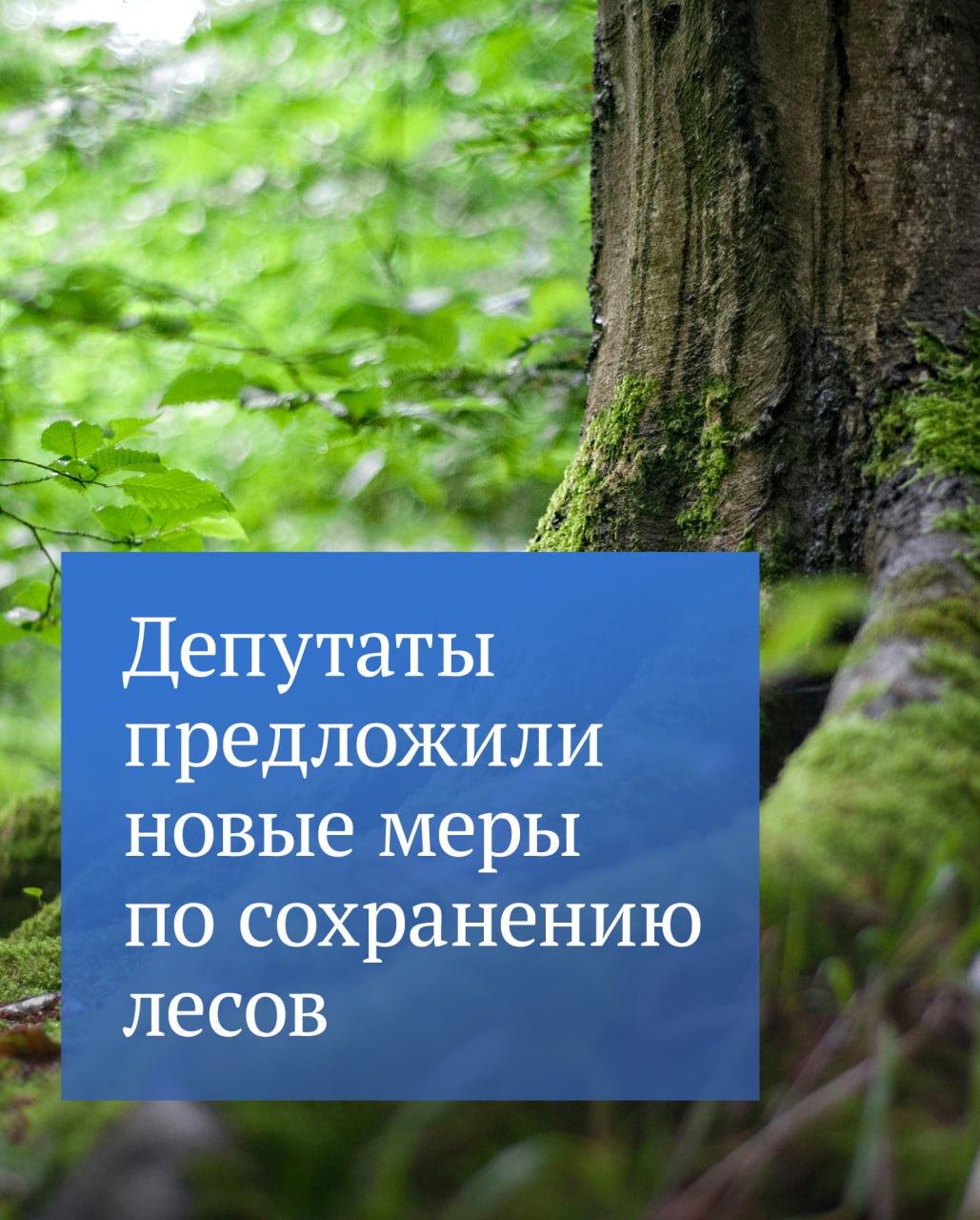На рассмотрении Госдумы находится законопроект который направлен на продуктивное и регулярное проведение мероприятий по лесоустройству Лесоустройство это действия для получения актуальных сведений о лесах и их состоянии которые нужны для принятия решений по их сохранению оценке и неистощительному использованию Согласно инициативе государство будет проводить лесоустройство на землях лесного фонда и контролировать качество проведенных работ Регионы смогут предоставлять софинансирование на эти цели Лица арендующие участки для заготовки древесины должны за свой счет обеспечить сбор данных и проектирование мероприятий по сохранению лесов   Подписывайтесь на Государственную Думу в MAX