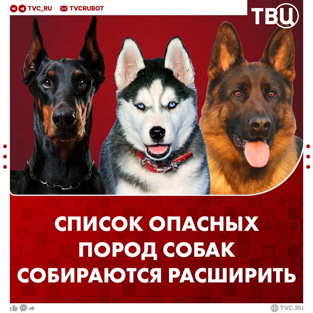Список опасных пород собак хотят расширить в России В Госдуме предложили добавить в список ротвейлеров алабаев немецких овчарок хаски доберманов и бультерьеров пишут Известия Также к потенциально опасным хотят отнести всех собак чья высота в холке превышает 30 или 40 сантиметров Подписаться на ТВЦ в MAX Как вам инициатива Правильно лучше перебдеть Скоро только чихуахуа сможем завести