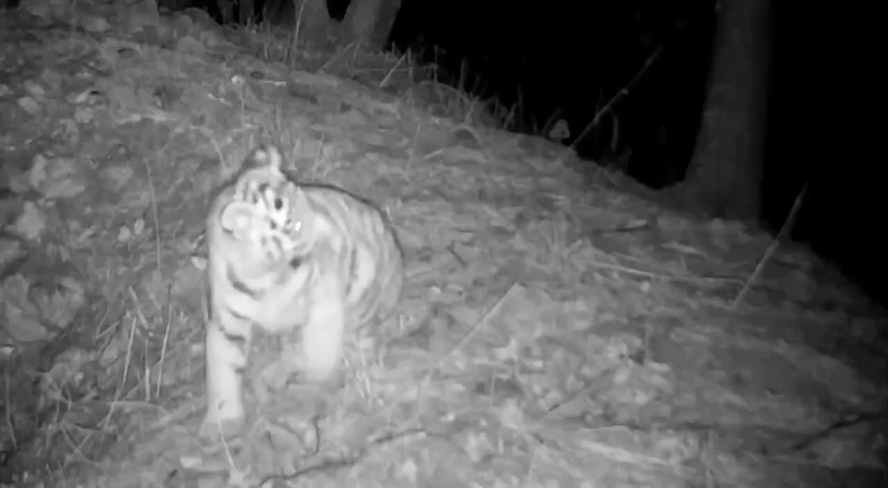 Тигрёнок в нацпарке Земля леопарда демонстрирует игровые навыки в борьбе с травинкой