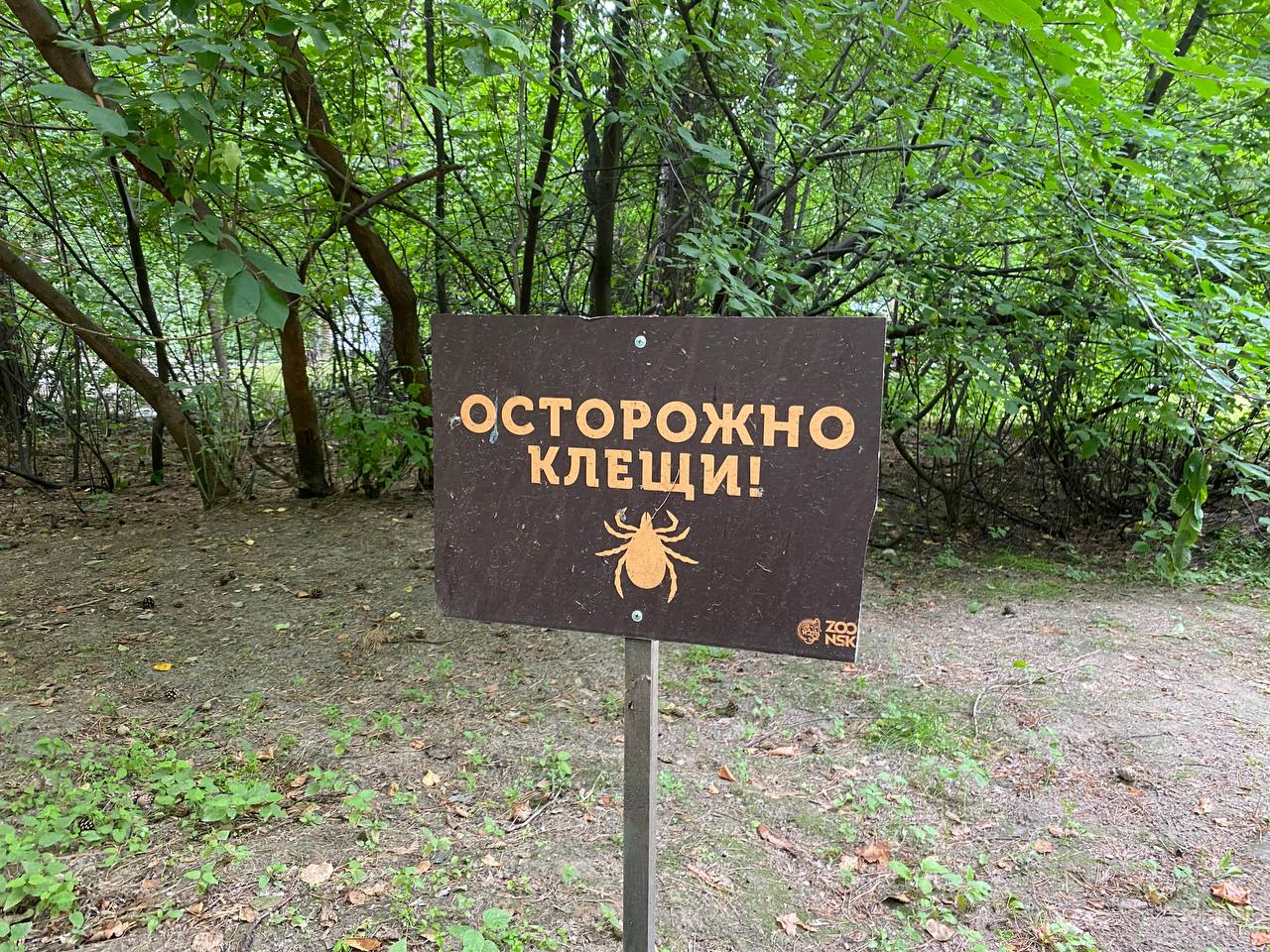 В Новосибирской области — более 12 тысяч укусов клещей  С начала сезона в регионе зарегистрировано 12 436 обращений по поводу укусов клещей, из них 3321 случай — среди детей и подростков, сообщили в региональном Роспотребнадзоре.  Больше всего пострадавших — в Новосибирске  6338 укусов , далее — Искитимский район  1146  и Бердск  774 .  За последнюю неделю — 142 укуса, в том числе 30 среди несовершеннолетних.     Прислать новость