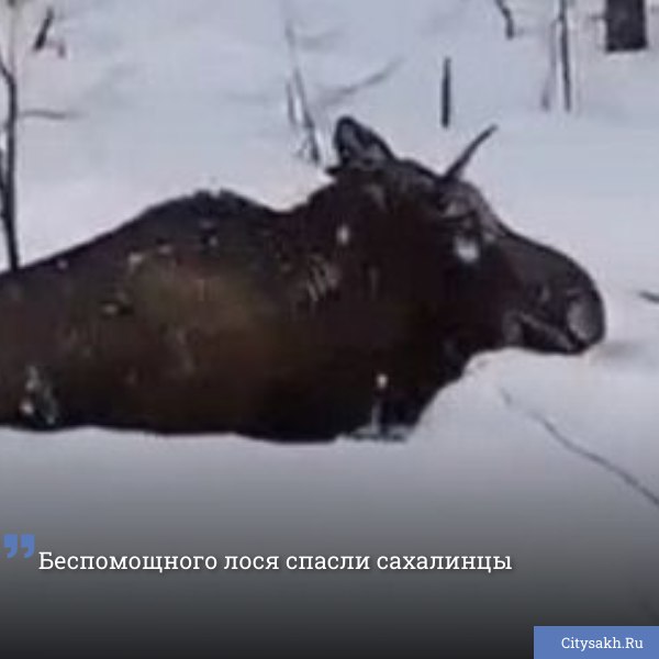 Лось запутался рогами в проводах и без помощи человека обездвиженное животное могло погибнуть. В ловушку рогатый попал в Смирныховском районе неподалеку от федеральной трассы. Его случайно увидели проезжавшие мимо сахалинцы и сообщили в местное лесничество.       Есть о чем рассказать?  Пришлите новость