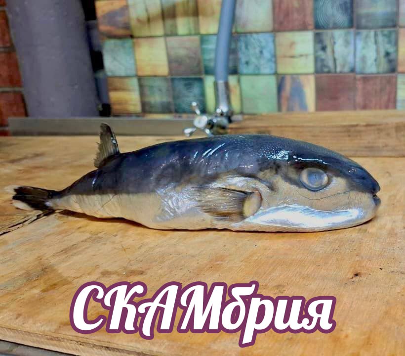 Мужику на Кубани продали смертельно ядовитого иглобрюха вместо скумбрии Теперь прокуратура выясняет как одна из самых опасных рыб в мире оказалась на прилавке обычного магазина А что ещё случилось