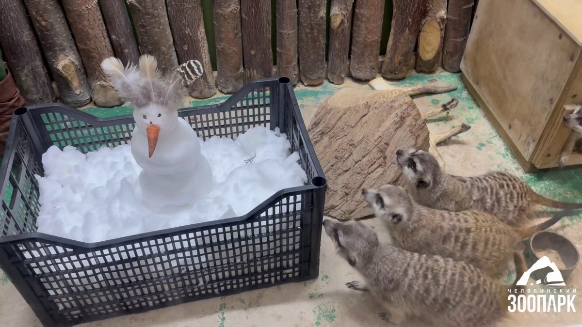 Африканские сурикаты в Челябинском зоопарке впервые встретились со снеговиком   gubernia74 ru articles news 1137433 Живущие в Челябинском зоопарке африканские сурикаты впервые познакомились со снегом Сотрудники зоосада слепили небольших снеговиков и поставили их прямо в зимнем вольере сурикатов У обитателей пустынь которые никогда не видят снег в дикой природе необычное холодное вещество вызвало живой интерес   t me chgub