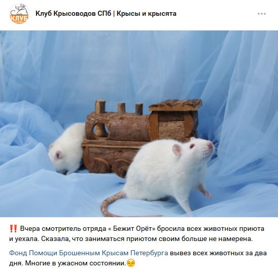 Смотритель помогавшего грызунам отряда Бежит Орёт уехала и бросила подопечных Больных домашних животных пришлось экстренно пристраивать Смотритель просто выгорела к сожалению Много животных она была одна чаще всего это тяжело психологически объяснила ситуацию Фонтанке волонтер Фонда помощи брошенным крысам Петербурга Лера Фонд за два дня вывез 50 крыс четыре шиншиллы семь дегу одного кролика двух красноухих черепах и мышей Многие были в тяжелом состоянии несколько крыс с пневмонией погибли Крысиный поступок Не важно что говорят крысы за спиной у кисы fontankaspb