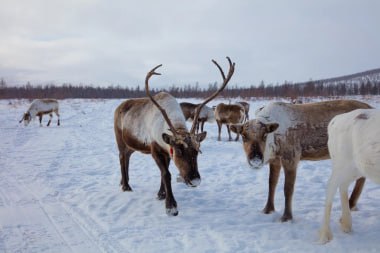 Весенняя практика началась у чукотских студентов-ветеринаров   Семь студентов Чукотского полярного техникума проведут весеннюю практику в сельхозпредприятиях округа.  Они примут участие в отлове, стерилизации, вакцинации и маркировании животных без владельцев. Также они будут задействованы в стерилизации домашних питомцев.  Производственную практику студенты 2-3 курсов проходят два раза в учебном году. Практика у них продлится 27 дней. За это время ребята смогут применить свои знания на практике.    chaogov.ru  Все новости Дальнего Востока — на ЯДВ