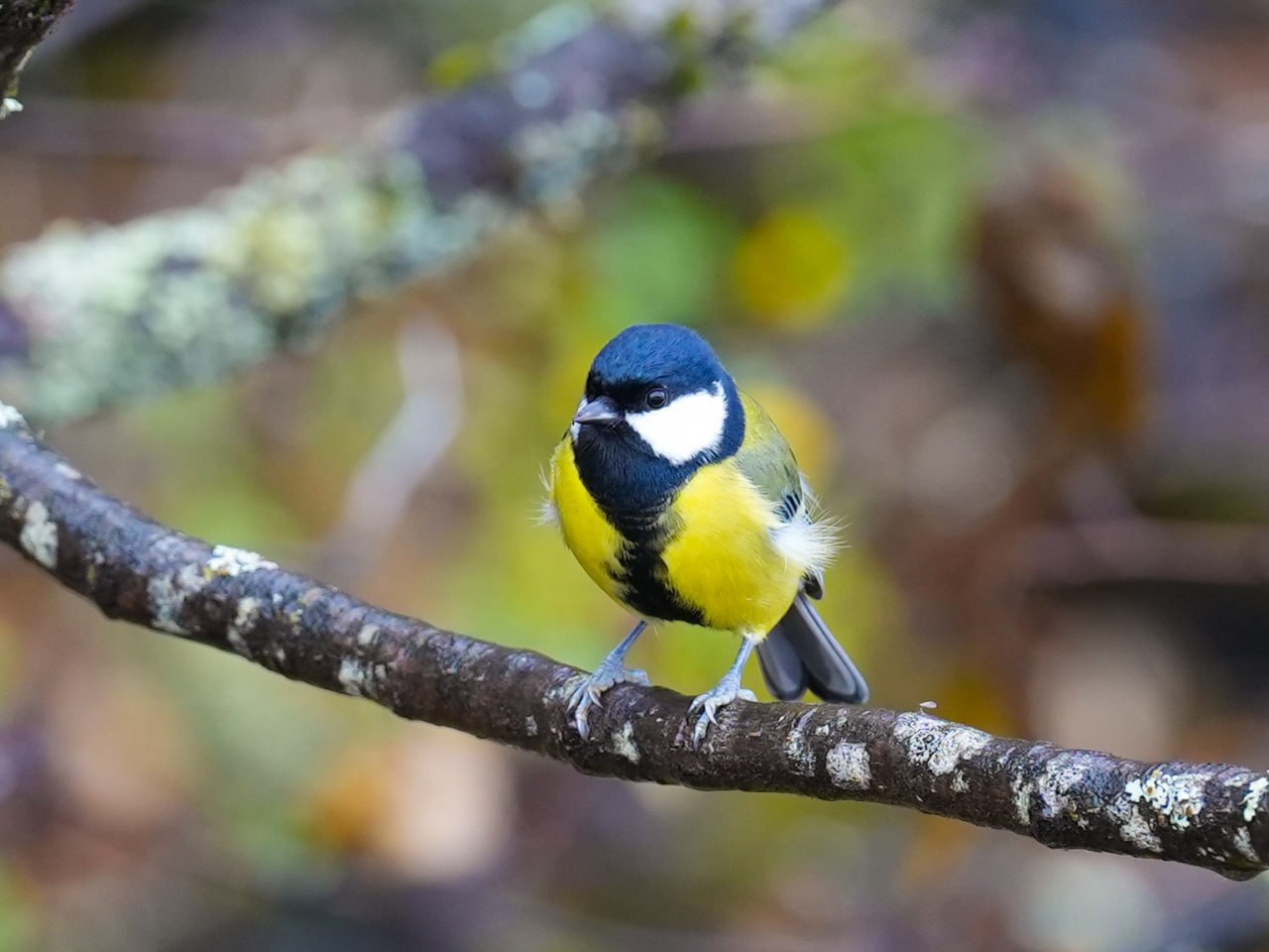 12 ноября в России отмечается замечательный экологический праздник Синичкин день По народным приметам как раз к этому времени синицы и другие птицы предчувствуя морозы прилетают поближе к нашим домам в надежде на помощь Традицию подкармливать зимующих птиц поддерживают сотрудники Алтайского заповедника и вместе с жителями села Яйлю и ежегодно устраивают для пернатых столовые А вы уже повесили кормушку за окном Фото Романа и Татьяны Воробьёвых СиничкинДень птицыалтайскогозаповедника