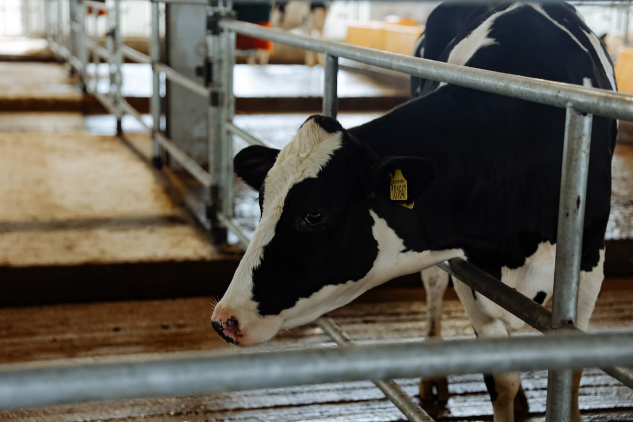 На Дальнем Востоке выросли показатели животноводства За 11 месяцев 2025 года производство скота и птицы в сельхозорганизациях ДФО составило 181 тыс тонн На 18 больше чем за аналогичный период прошлого года Это самый высокий темп роста среди всех федеральных округов при среднероссийском показателе 1 2 Лидеры по росту предприятия Приморского края 46 Забайкальского края 14 Амурской области 10 Ключевые моменты  На сельхозорганизации в ДФО приходится 74 производства продукции мясного животноводства макрорегиона Наиболее динамично развивается свиноводство которое сейчас восстанавливается после вспышек АЧС 93 продукции в этом сегменте производят сельхозорганизации За 11 месяцев 2025 года производство свиней на предприятиях увеличилось на 27 до 119 тыс тонн по сравнению с соответствующим периодом 2024 го Максимальный рост в Приморье на 57 до 72 тыс тонн Птицеводство тоже на подъеме В этой отрасли доля сельхозпредприятий в структуре производства 96 За январь ноябрь 2025 го на Дальнем Востоке произвели 49 тыс тонн птицы 8 В производстве молока за 11 месяцев 2025 года рост показали сельхозпредприятия Амурской области на 13 до 72 тыс тонн Приморского на 2 до 51 тыс тонн и Хабаровского на 1 1 до 6 6 тыс тонн краев Читайте подробнее на сайте Востокгосплана