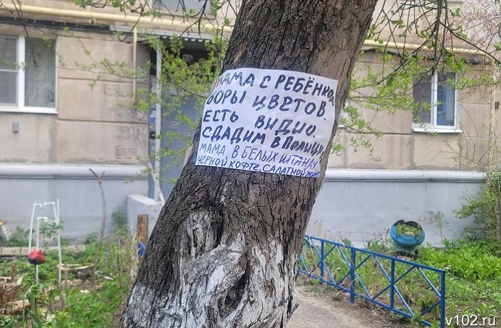 Волгоградцы жалуются на похитителей тюльпанов из придомовых цветников Волгоградцы вынуждены охранять высаженные около МКД тюльпаны от похитителей весенних цветов. Как рассказали ИА «Высота 102» горожане, проживающие в домах на проспекте Ленина в районе ЦПКиО, находится немало желающих обобрать палисадники, где жители выращивают цветы. - Кто только здесь не шастает, - рассказывают горожане. – Как говорится, и стар, и мал. Ладно, еще дети глупые, но когда недавно мамаша одна с ребенком начала рвать наши тюльпаны, это вообще было запредельно. Чему она может научить ребенка? Воровать? По словам волгоградцев, некоторые пенсионеры вынуждены дежурить у окон, чтобы охранять цветники от набегов воришек. А в некоторых подъездах даже установили видеонаблюдение за придомовой территорией. Подробнее