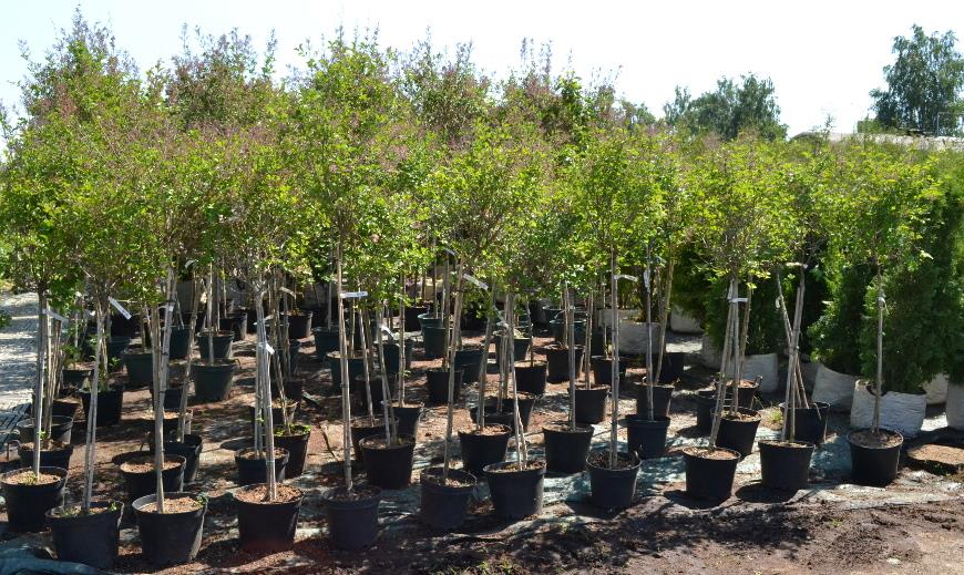 В Узбекистане бедным семьям будут платить за посадку деревьев   repost uz na zemlyax lesnogo fonda Подписывайтесь на Repost