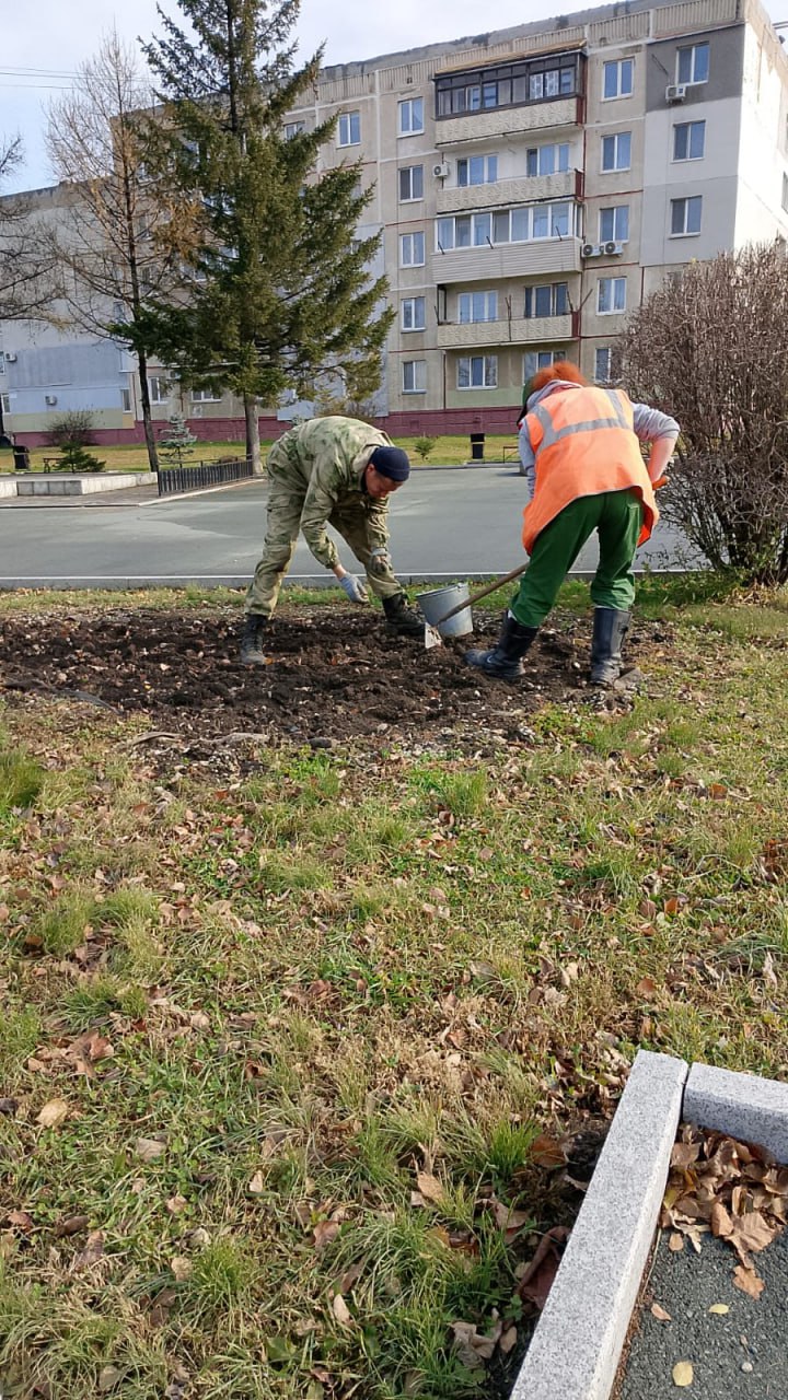 Луковицы тюльпанов высаживают в Артеме   В Артеме проводятся осенние работы по подготовке к будущему весеннему сезону цветения самых первых цветов – тюльпанов. Чтобы весной они украсили городские улицы, в зиму высадят 54  тысячи луковиц. Для создания будущих цветников и клумб были выбраны тюльпаны желтого, белого, красного и других цветов.    Луковицы после высадки укроют на период зимнего покоя, а весной на отдельных клумбах произведут раннюю выгонку растений. Тогда клумбы из тюльпанов будут радовать артемовцев до конца мая.⁣⁣  ⁣⁣   Напоминаем, что укрытые на зиму цветники нуждаются в бережном обращении. По укрытым участкам газонов, где высажены цветы нельзя ходить, выгуливать животных, а также выкапывать луковичные с клумб. Поскольку цветы высаживаются на клумбы по рисунку, даже отсутствие одного тюльпана нарушает декоративность. В случае, если вы стали свидетелем действий вандалов необходимо сообщать в полицию, или в диспетчерскую 112.⁣⁣   Читайте нас в социальных сетях ВКонтакте и Одноклассники