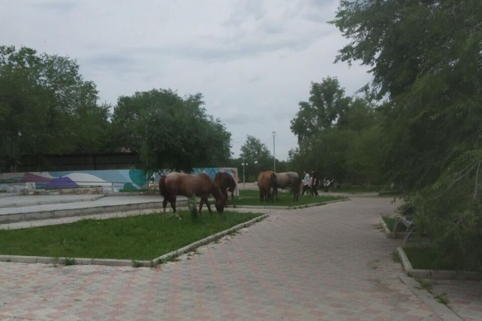 Бесхозные кони и коровы гуляют по Краснокаменску Местные жители рассказали нам, что животные сбиваются в группы, объедают клумбы, топчут траву и даже создают опасные ситуации. «Это постоянная картина в нашем городе. Коровы сегодня, наверное, в парке гуляют. Я обращалась в администрацию — там сказали, что по факту организована проверка», — поделилась жительница Краснокаменска. ZAB.RU
