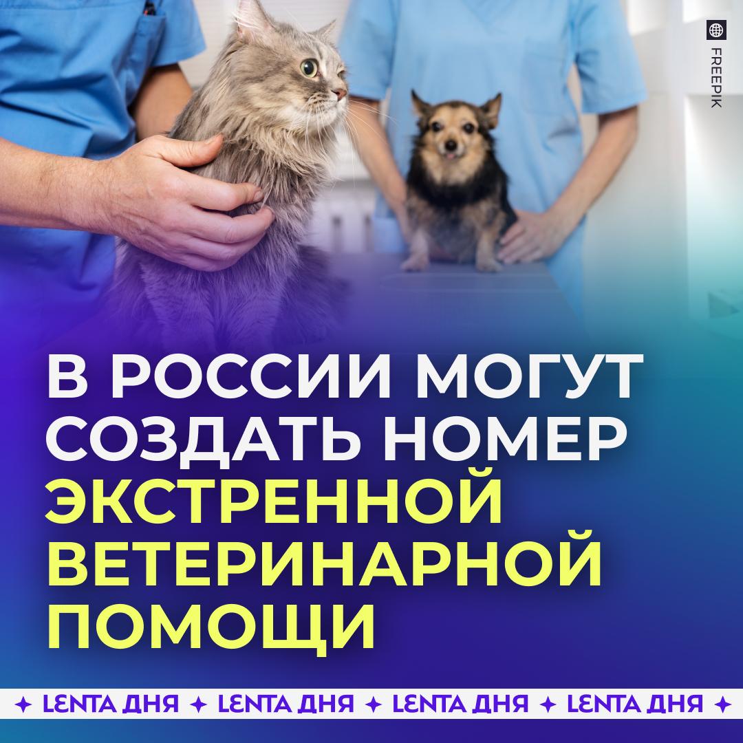 В России хотят создать «скорую помощь» для животных. Депутаты предложили создать единый короткий номер для вызова экстренной ветеринарной помощи. Это позволит обеспечить круглосуточную помощь животных, повысит скорость реагирования и позволит эффективнее бороться с инфекциями. В качестве такого номера предложено использовать 106 — он не занят другими службами и легко запоминается. Поддерживаем? /