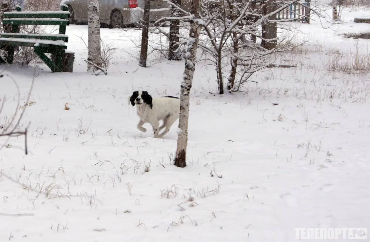 Хозяйка виновата в Благовещенске собака попала в ДТП во время самовыгула За гибель питомца при ДТП ответила владелица животного Жительница Благовещенска получила штраф за гибель своей собаки столкнувшейся с автомобилем во время самовыгула Действия женщины расценили как жестокое обращение с животными Дело рассматривалось специалистами управления ветеринарии Амурской области Сообщение о гибели пса при ДТП в управление ветеринарии поступило из полиции Хозяйка животного обратилась в правоохранительные органы и рассказала что выпустила собаку погулять самостоятельно после чего та не вернулась назад Женщина отправилась на поиски и вскоре обнаружила питомца на обочине дороги пес погиб в результате наезда автомобиля Владелица пса надеялась наказать водителя но в итоге сама оказалась фигурантом административного дела Теперь она обязана заплатить штраф в 5 тысяч рублей Выпуская своего питомца на самовыгул владельцы не могут не понимать что рискуют его жизнью и здоровьем а также безопасностью окружающих Если они идут на этот риск это жестокое обращение с животным Даже если предыдущие самостоятельные прогулки обходились без происшествий это не значит что и в следующий раз все обойдется отметили в управлении ветеринарии Амурской области Оставшись на улице без присмотра пес может пострадать от других животных или человека отравиться подобрав что то с земли а также попасть под машину что и произошло в вышеописанном случае В ведомстве также отметили владелец автомобиля имел право подать иск в суд если бы его машина получила повреждения из за выбежавшей на дорогу собаки В таком случае хозяйке пришлось бы компенсировать стоимость ремонта К слову аналогичный случай жестокого обращения с животным был зафиксирован в Тынде Хозяин собаки не желая платить штраф пытался обжаловать решение через суд но проиграл дело В результате мужчине предстоит выплатить не только первоначальный штраф но и дополнительный за уклонение от уплаты а также покрыть судебные издержки ТЕЛЕПОРТ РФ здесь все об Амурской области Мы в МАХ Написать нам