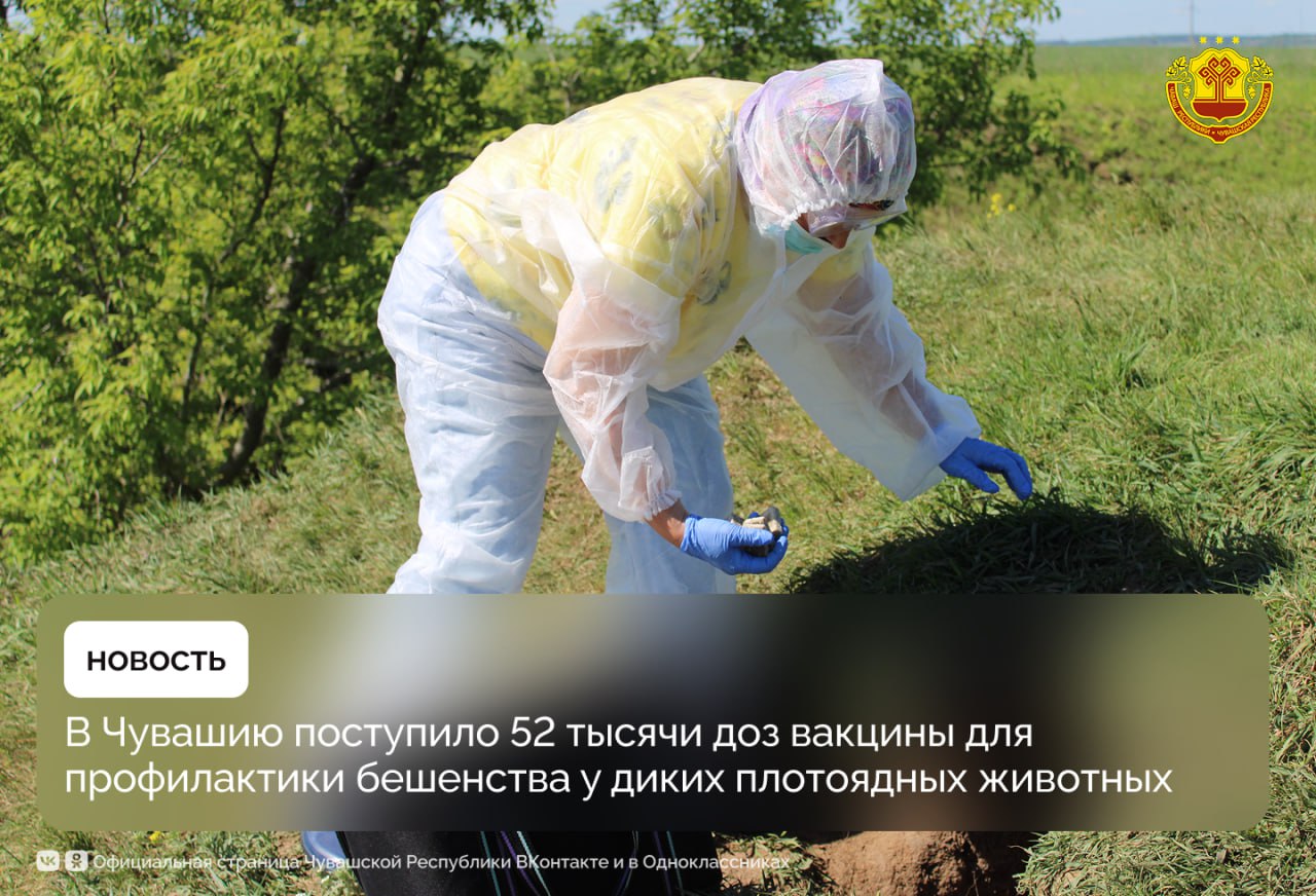 В республику доставили новую партию вакцины Рабистав 52 тысячи доз Препарат предназначен для предотвращения распространения бешенства среди диких животных лис волков и енотовидных собак Вакцину представленную в виде брикета приманки ветеринары вместе с егерями охотоведами и охотниками разложат возле нор и вдоль звериных троп Как сообщили в Госветслужбе Чувашии этой весной специалисты уже распределили в лесах республики примерно 26 тысяч таких же приманок Ветеринары поясняют после попадания приманки в организм животного запускается выработка защитных антител Уже через три недели формируется устойчивый иммунитет который защищает зверя от болезни целый год Друзья если вы увидите в лесу такие брикеты не трогайте их и ни в коем случае не берите домой для своих питомцев Чувашия ГосветслужбаЧувашии
