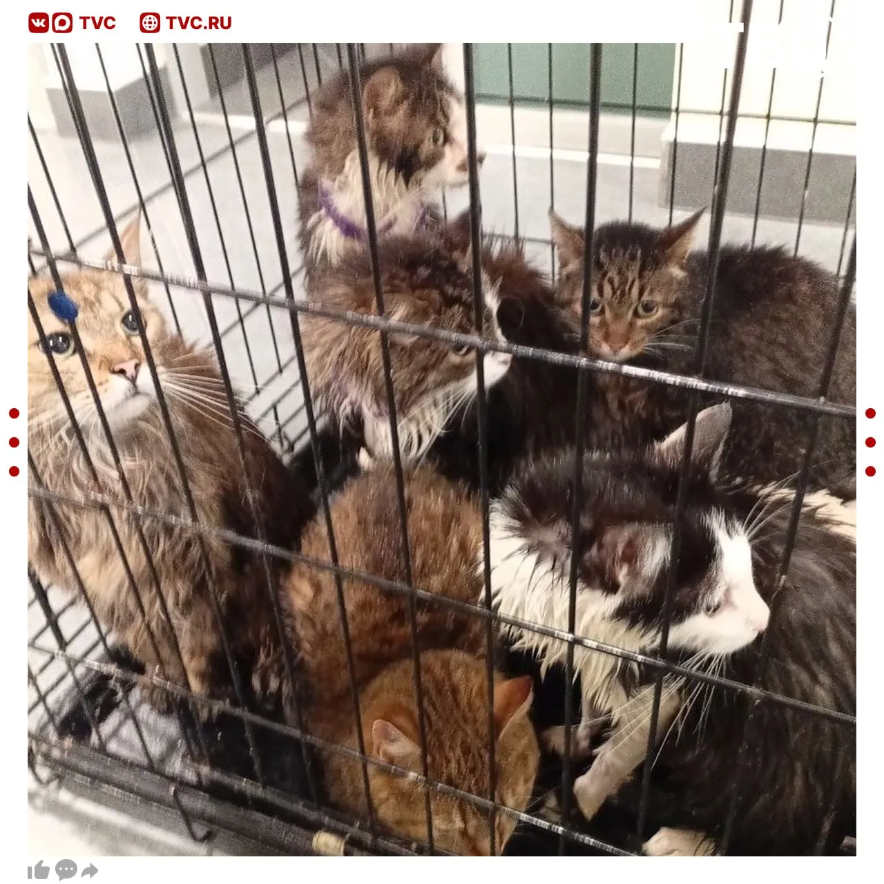 Два десятка котят погибли из за прорыва трубы с кипятком в котокафе в Калининграде О трагедии рассказала администрация заведения в социальных сетях Всё произошло ночью котята попали под кипяток Несколько кошек нашли в тяжелом состоянии ветеринары пытаются спасти их Всего погибли 22 котенка из 33 Не грузятся фото и видео Читайте ТВЦ в МАКС