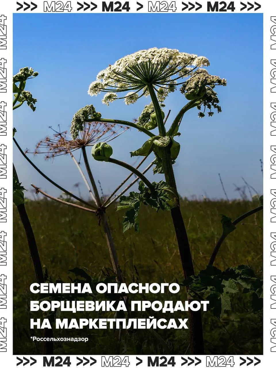 На маркетплейсах внезапно появился борщевик Сосновского семена опасного растения можно купить онлайн При этом его сок оставляет на коже ожоги Специалисты Россельхознадзора уже заявили что будут работать с владельцами интернет площадок чтобы остановить торговлю Напомним с 1 марта 2026 года в России действует закон который обязывает собственников участков уничтожать опасные растения За нарушение предусмотрены серьёзные штрафы для физлиц до 100 тысяч рублей Shutterstock Подписаться на Москва 24 Наши каналы Новости в MAX