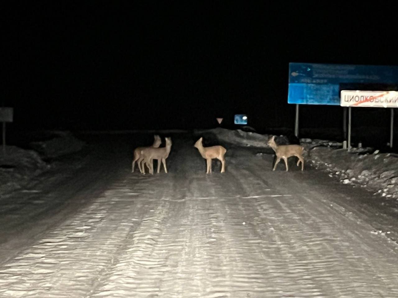 По федеральной трассе в районе Циолковского в камеру водителя попали косули    Как сообщили наши подписчики, дикие животные внезапно выскочили на дорогу.    Снег в этом году большой, видимо, косули ищут корм там, где его меньше.    от наших подписчиков