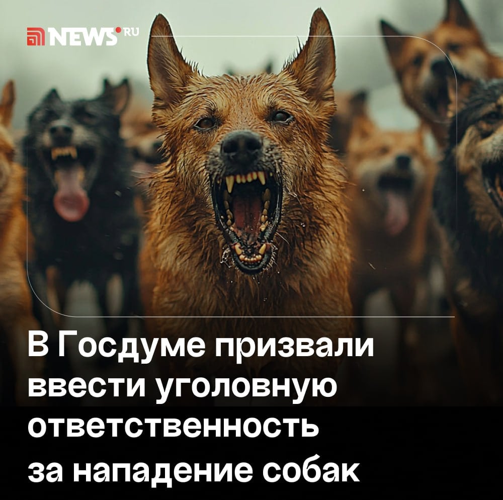 Нужно наказывать реальными уголовными сроками владельцев, которые не следят за своими питомцами.  Такое предложение в разговоре с NEWS܂ru высказал первый зампредседателя комитета Госдумы по экологии, природным ресурсам и охране окружающей среды Владимир Бурматов. По его словам, необходимо защитить людей от нападений животных, а животных — от жестокого обращения с ними.   «Однозначно, нужна регистрация животных, ужесточение административной ответственности за самовыгул. Мы предлагаем наказывать реальными уголовными сроками тех владельцев, которые не следят за своими питомцами и по вине которых эти нападения случаются», — отметил Бурматов.  Ранее председатель ГД Вячеслав Володин заявил, что совет Думы может 3 марта обсудить законопроект о защите детей от бродячих собак. В свою очередь глава думского комитета по защите семьи Нина Останина сообщила, что данный проект планируется подготовить к 28 февраля.    Подписаться   Прислать новость   Буст