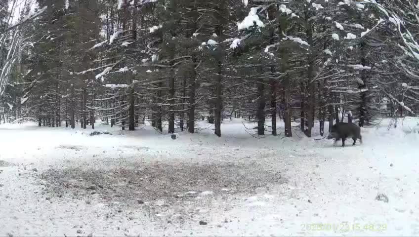 Кабан зафиксирован в фотоловушке Природного парка 'Аслы-Куль'