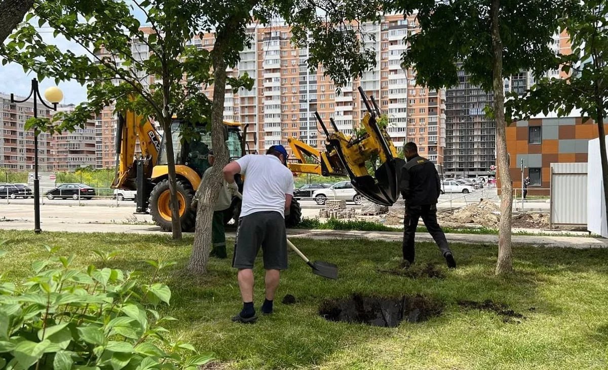 Более 90 деревьев и кустарников пересадят на бульваре им. Ушакова в Краснодаре. Растения переносят из-за строительства канализационного коллектора. Новое место выбрано специалистами департамента городского хозяйства и топливно-энергетического комплекса совместно с жителями микрорайона. Кубанские Новости