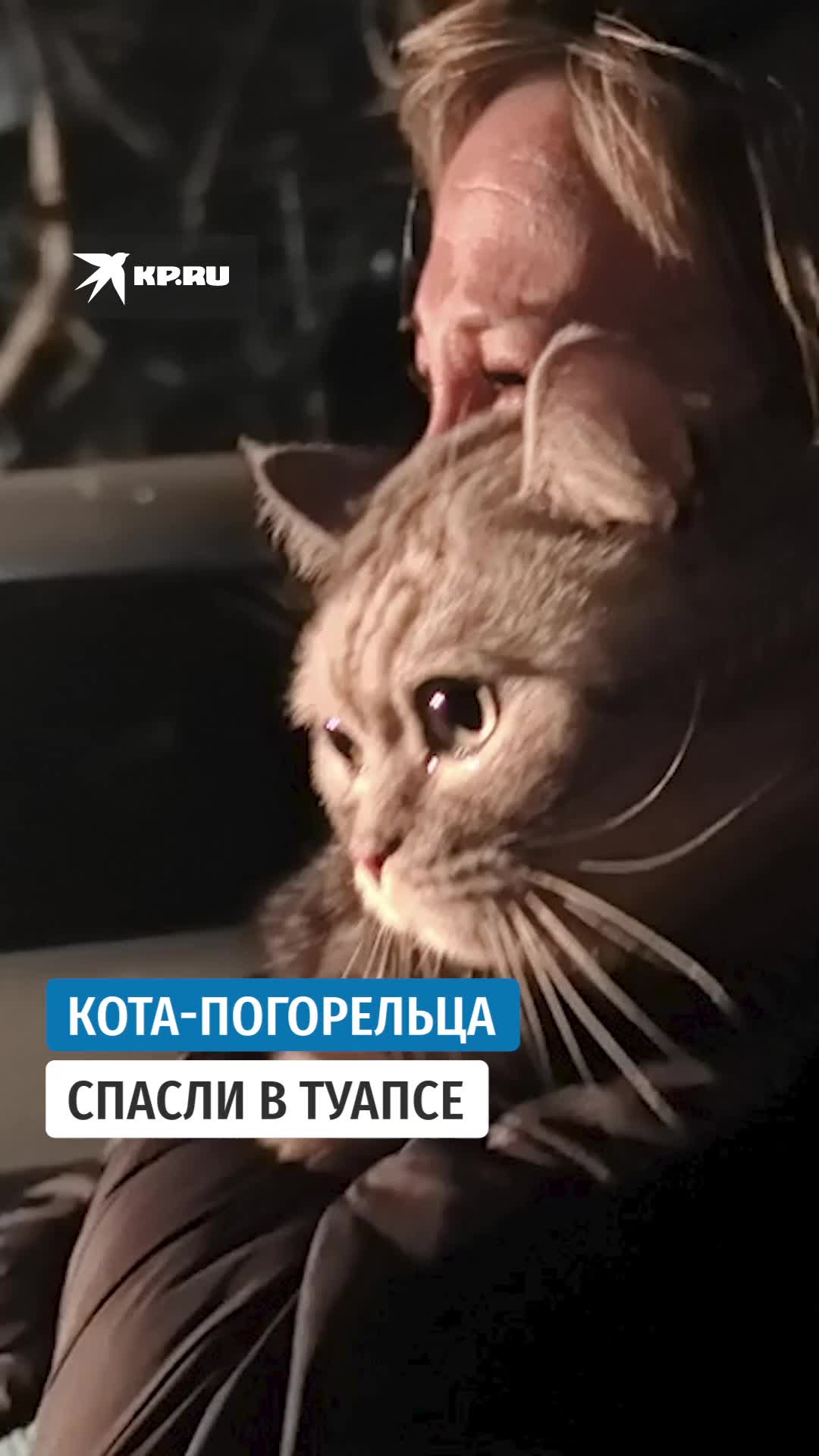 Пожарные Туапсе спасли кота во время гаражного пожара