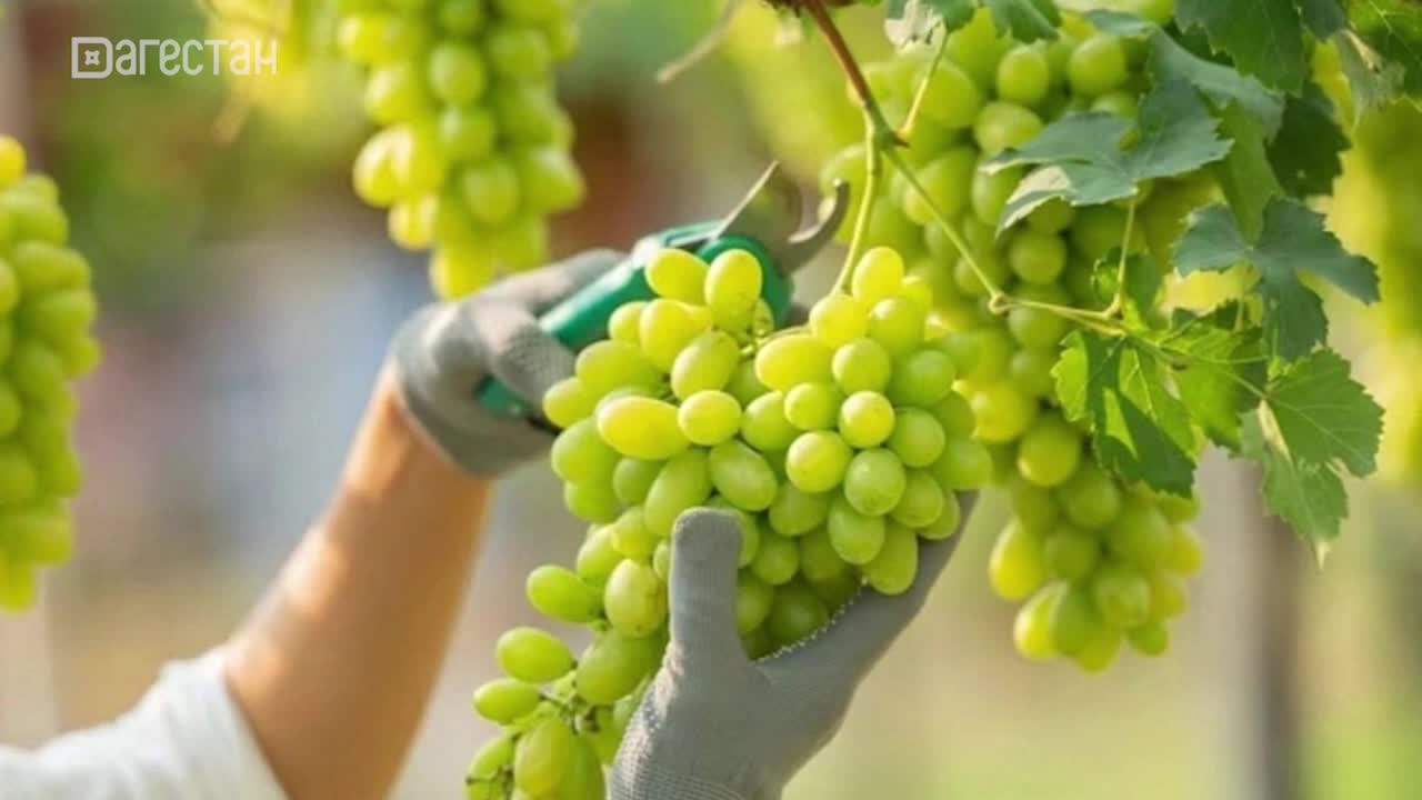 Дагестанские виноделы уплатили 8,5 млрд рублей налогов и собрали 302 тыс. тонн винограда в 2025 году