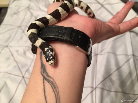 В Башкортостане 41 летнего жителя Салавата увлекающегося разведением экзотических животных укусила собственная змея Мужчина содержит дома пауков тараканов ящериц и змей и ранее уже сталкивался с нападениями своих питомцев Однако на этот раз произошёл необычный инцидент каспийский полоз укусил его в руку бедро и область паха Врачи диагностировали обширную гематому но к счастью укус оказался неядовитым Пострадавшему назначено лечение   Подписаться Прислать новость novosti bash bot