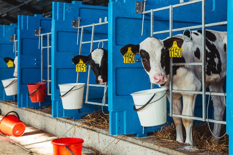 В Якутии зимовка скота и лошадей проходит стабильно На зимовку было выделено всего 458 939 тонн кормов в том числе сена 413 438 тонн силоса 30718 тонн сенажа 14783 тонн Читать подробнее на сайте