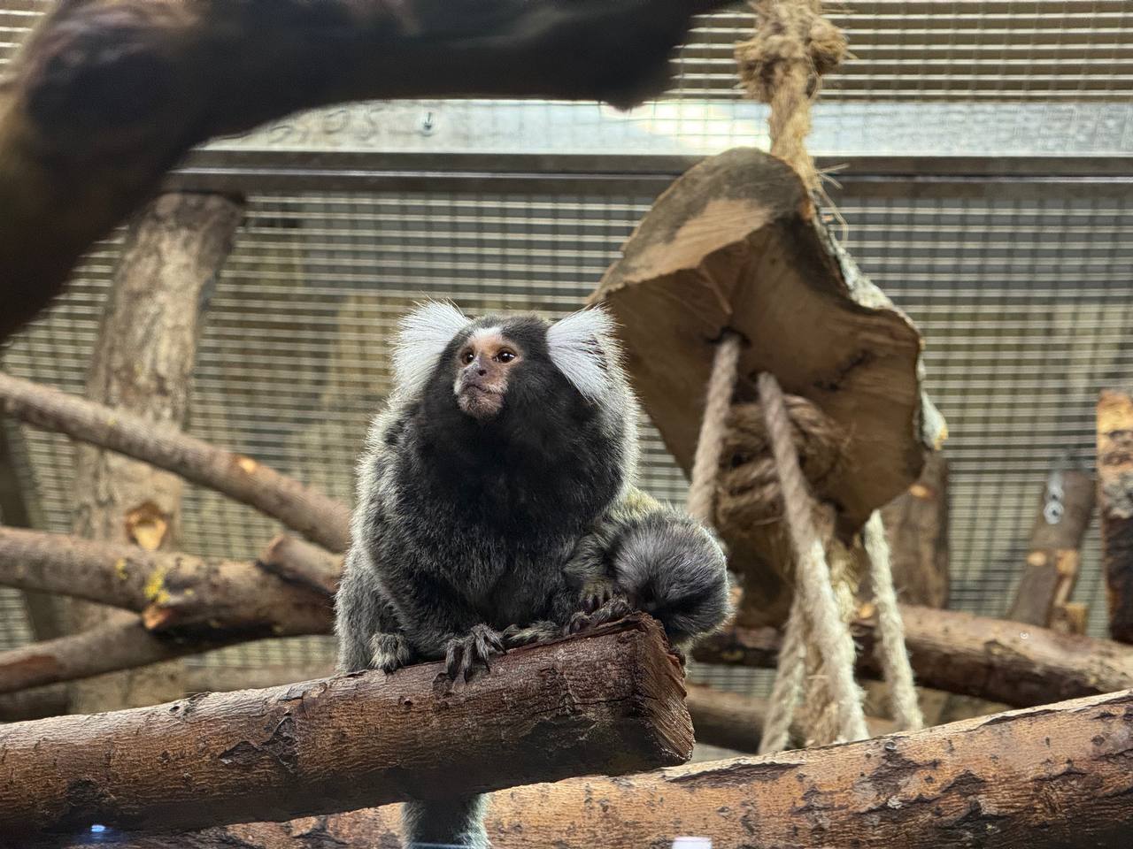 В Ленинградском зоопарке пополнение у пары игрунок обыкновенных родился малыш к слову Хельга и Лусио стала родителями в девятый раз Пол младенца пока определить не удалось ведь родители и многочисленные братья и сёстры не отходят от крохи ни на секунду Первые два месяца новорожденный будет перемещаться на спинах взрослых У них как сразу после рождения детёныша берёт на себя отец мать в основном только кормит а старшие дети активно помогают играют с ним и тоже катают его на своих спинах Малыш очень любопытный и уже начинает делать робкие попытки исследовать вольер
